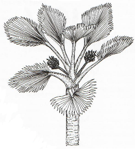 Axillary, Interfoliar Short